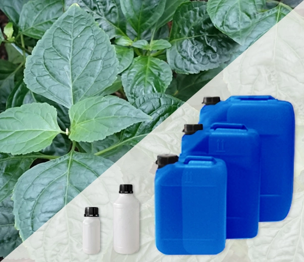 Conditionnement industriel des huiles essentielles de patchouli