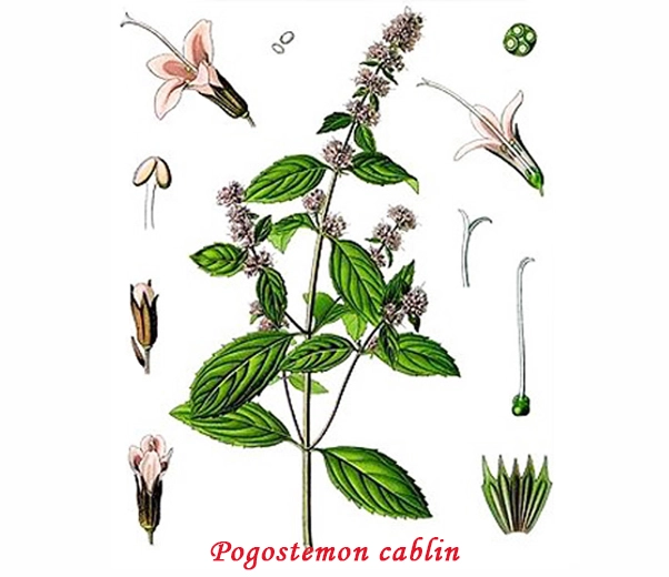 Patchouli botanique Patchouli botanique