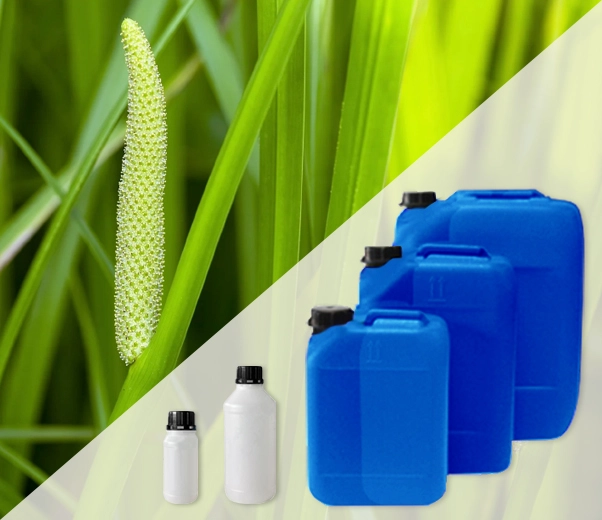 Conditionnement industriel d'huiles essentielles de calamus aromatique