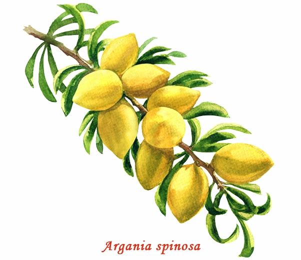 Botanique de l'argan Botanique de l'argan
