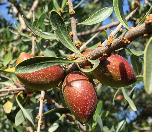 fruits d'argan fruits d'argan