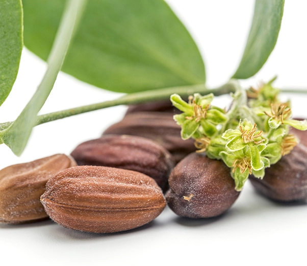 Graines de jojoba Graines de jojoba