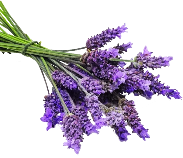 Fiori di lavanda