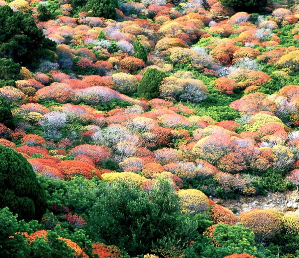 Macchia mediterranea