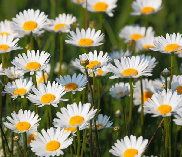 Crysanthemum cinerariaefolium