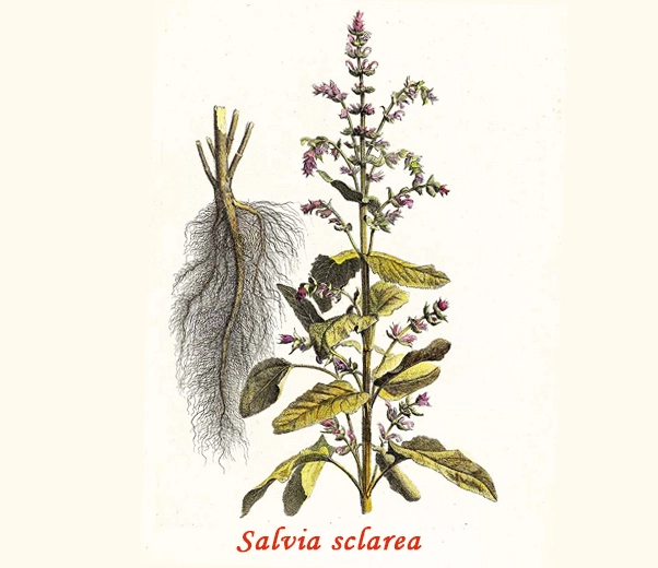 Salvia Sclarea Olio Essenziale Puro E Naturale