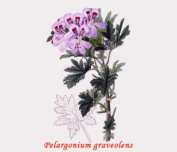 Botanica Geranio africano