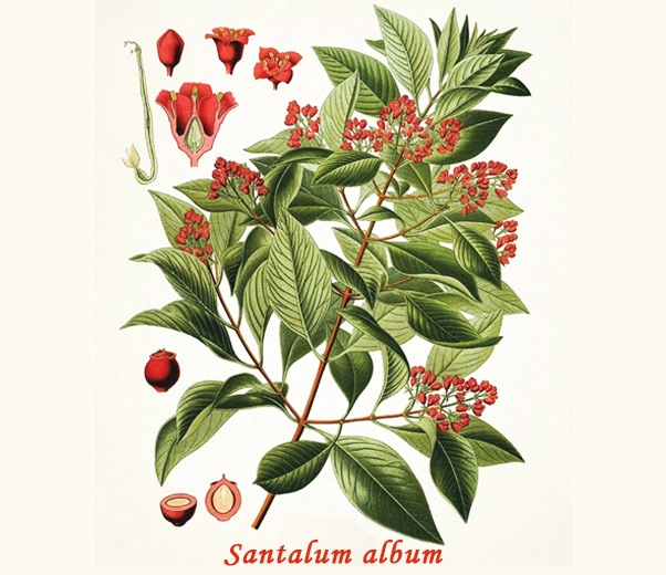 Botanica Sandalo mysore