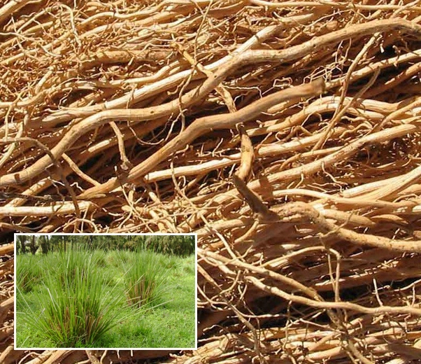 Vetiver radiche