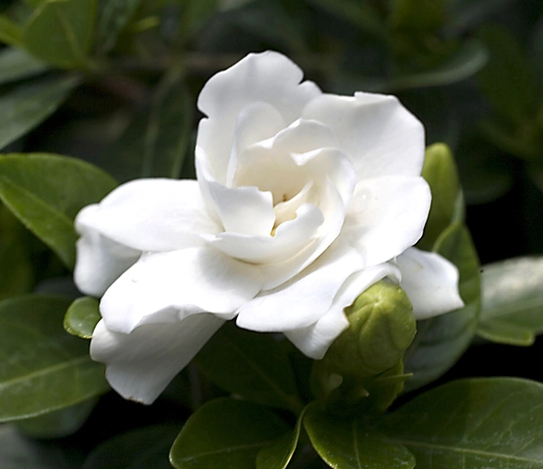 Gardênia Gardênia