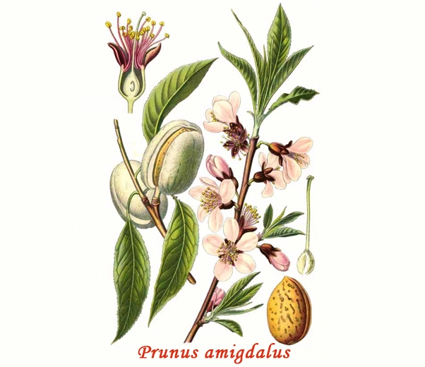 Botânica da Amêndoa Botânica da Amêndoa
