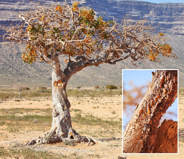 Commiphora myrrha