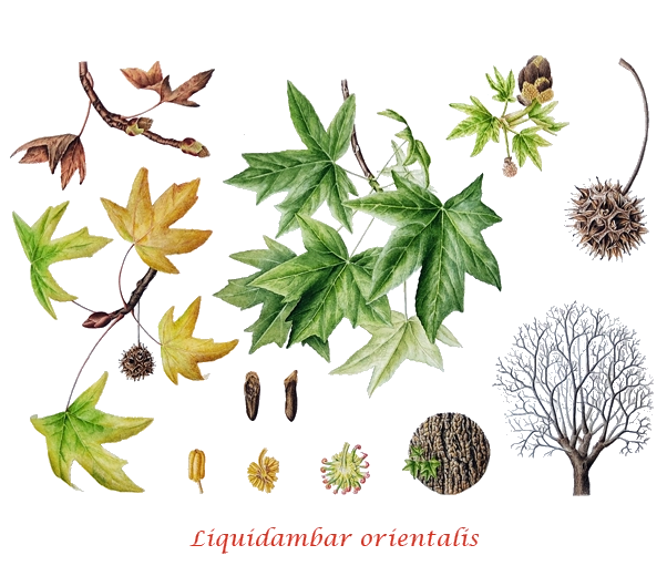 Botanica Storace nero